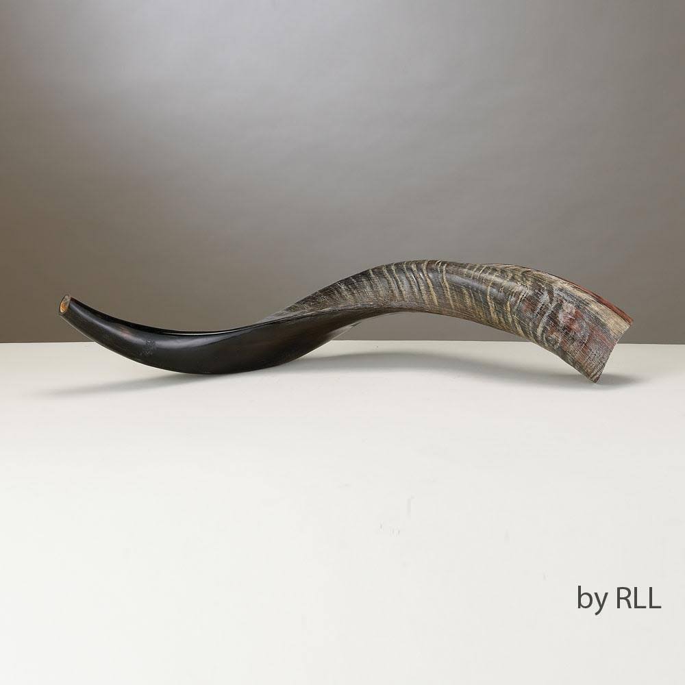 Shofar Yemenite V4732