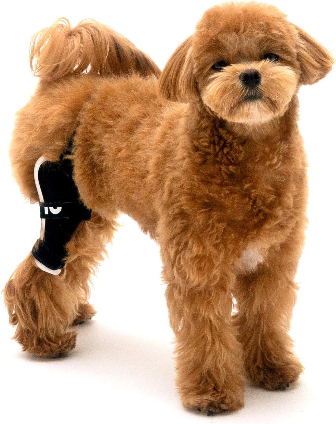 Neoprene Dog Knee Brace with Patella Tracker M262