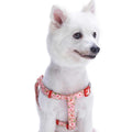 Step Dog Harness C74703