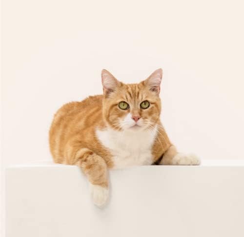 Cat DNA Test 1 Pack Q662