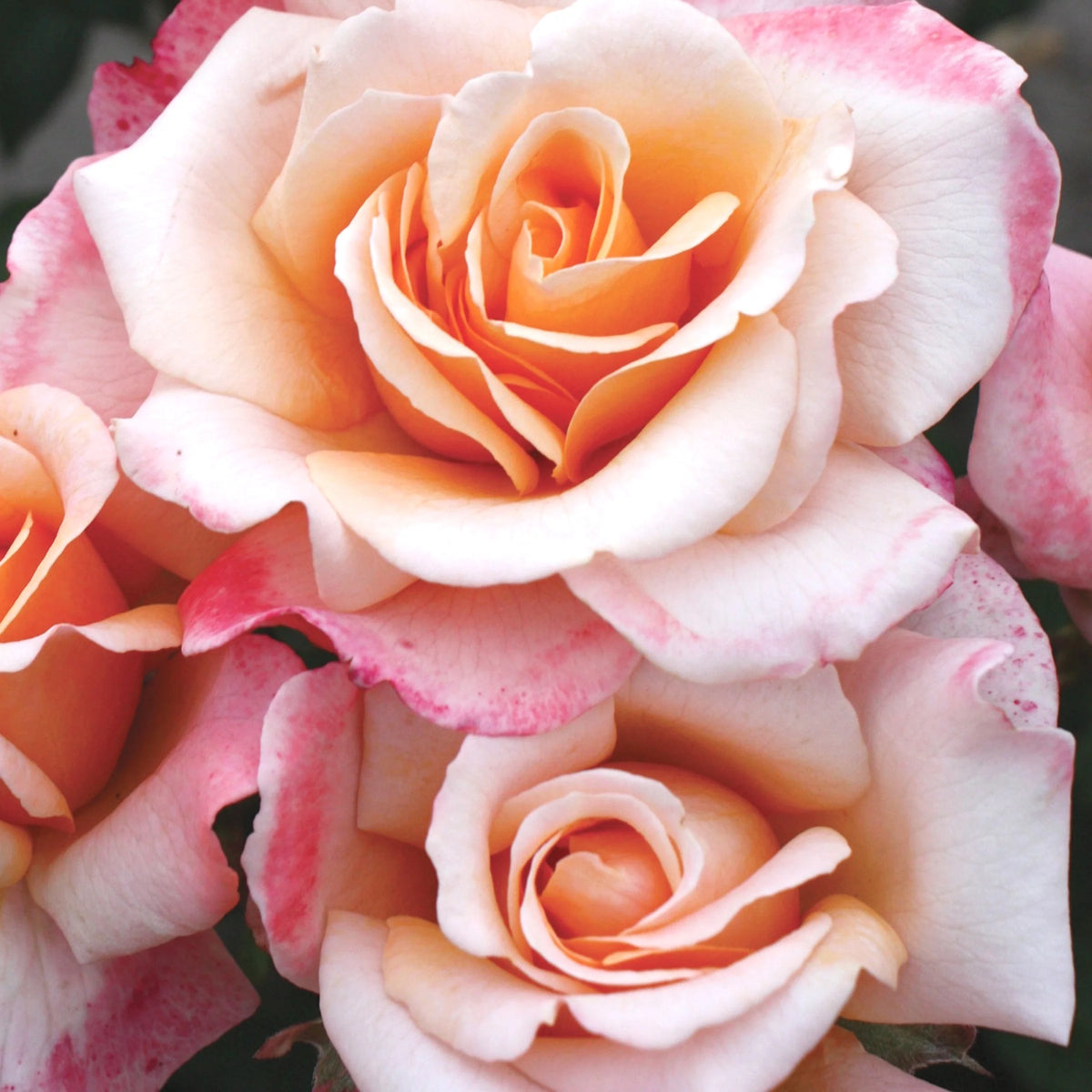 Hybrid Tea Rose Live Plants 2 Piece B5238