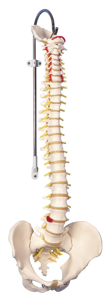 Flexible Spine Anatomical Model with Male Pelvis A72129