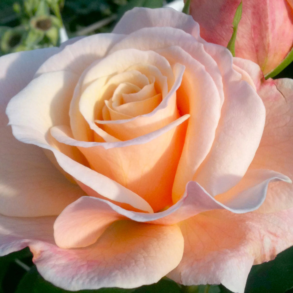 Hybrid Tea Rose Live Plants 2 Piece B5238