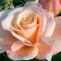 Hybrid Tea Rose Live Plants 2 Piece B5238