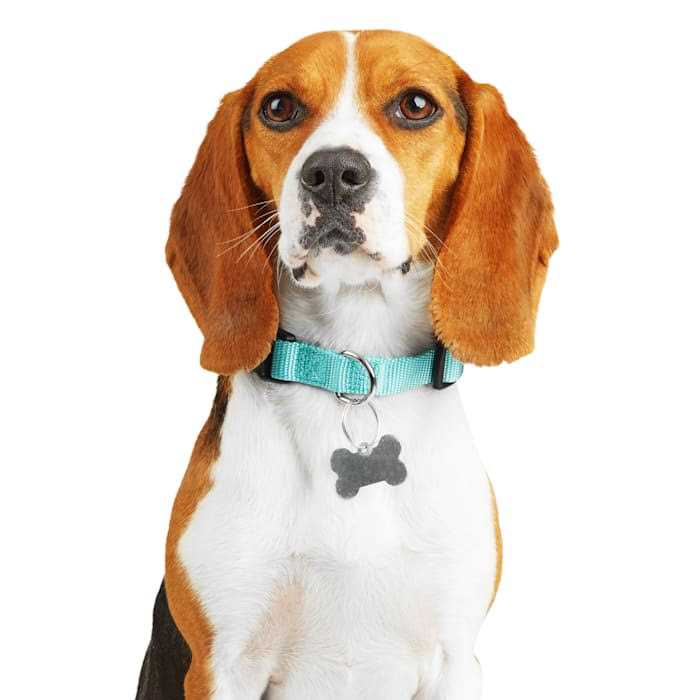 Adjustable Dog Collar Y7273