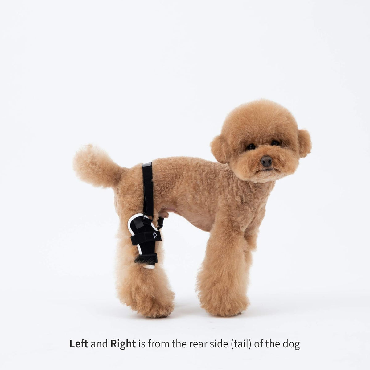 Neoprene Dog Knee Brace with Patella Tracker M262