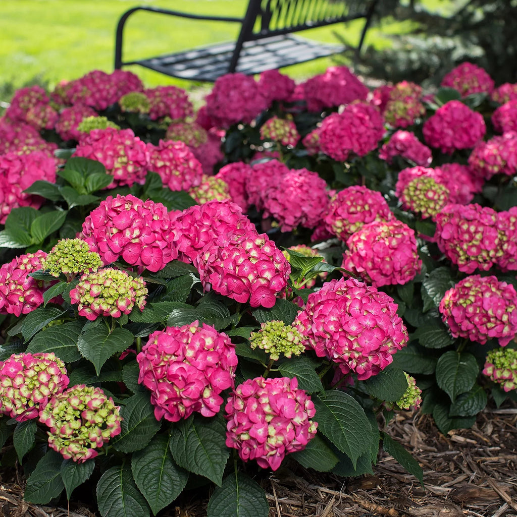 3 Gal Flowering Shrub Outdoor Plant H5560