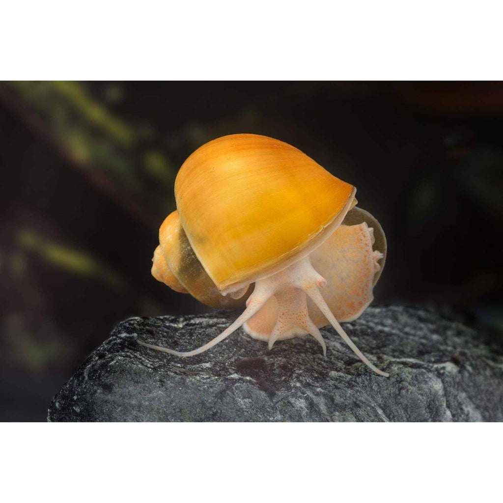 Freshwater Snail Food Mix with Calcium Y68527
