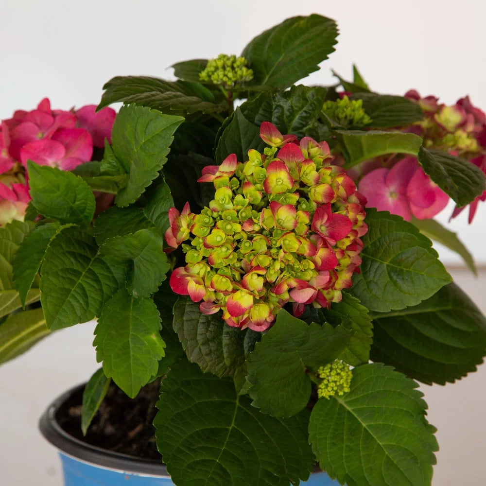3 Gal Flowering Shrub Outdoor Plant H5560