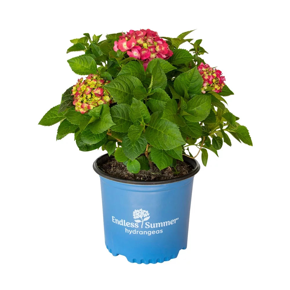 3 Gal Flowering Shrub Outdoor Plant H5560