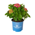 3 Gal Flowering Shrub Outdoor Plant H5560