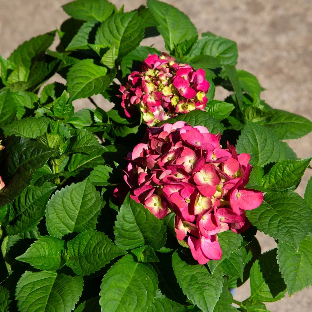 3 Gal Flowering Shrub Outdoor Plant H5560