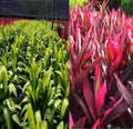 1 Pk 2 Logs Ti Leaf Plant Cuttings V850042