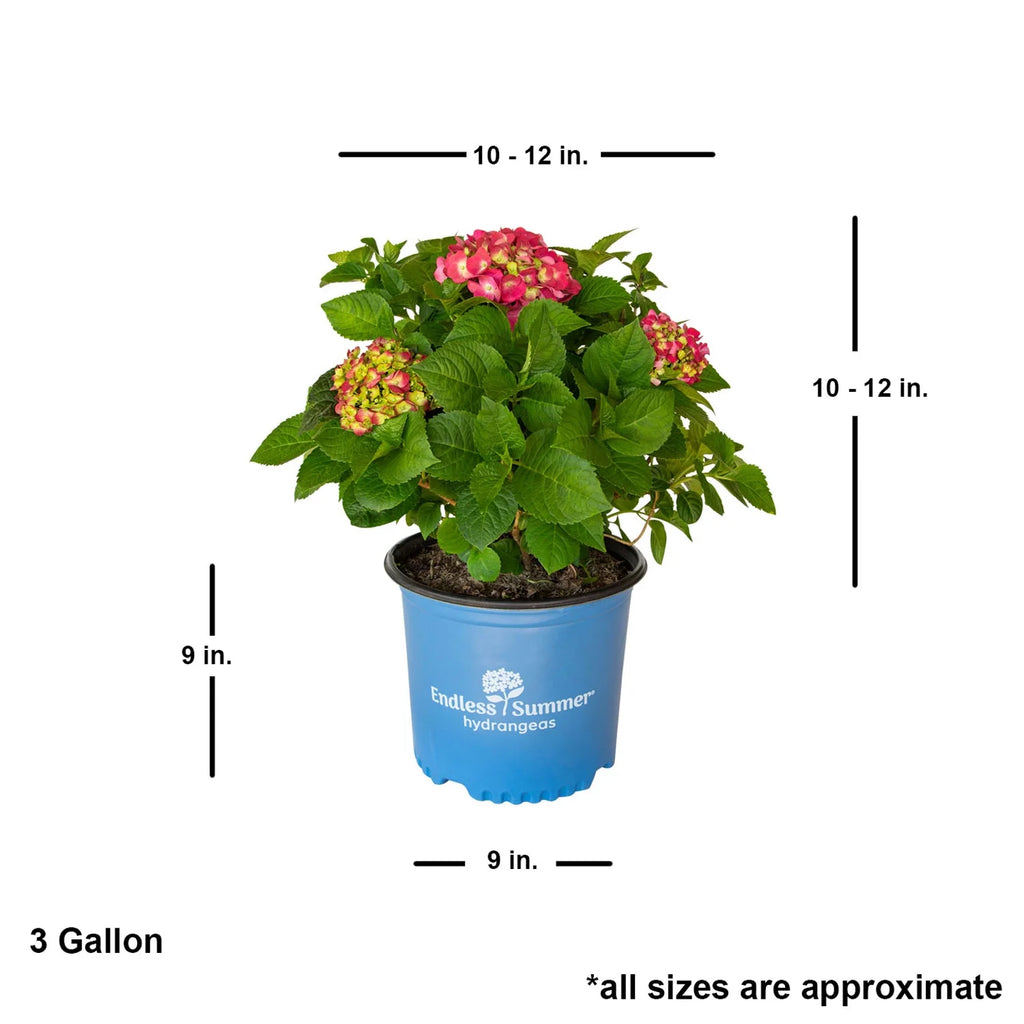 3 Gal Flowering Shrub Outdoor Plant H5560