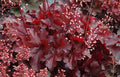 Deep Red Heuchera Shade Perennial Gallon Pot G999562