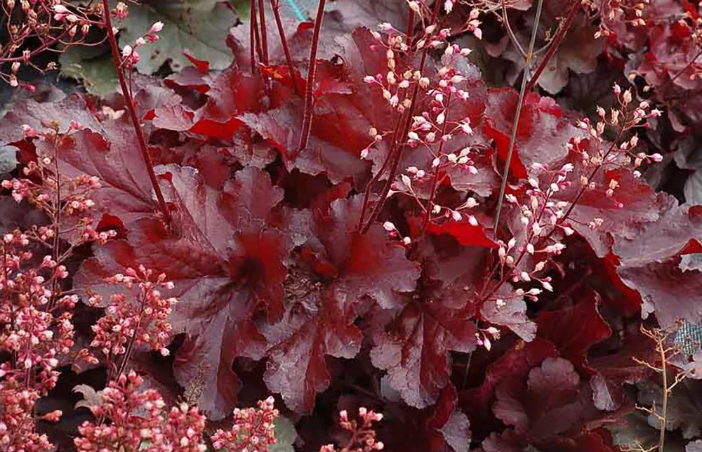 Deep Red Heuchera Shade Perennial Gallon Pot G999562