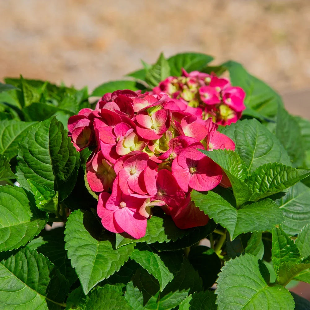 3 Gal Flowering Shrub Outdoor Plant H5560