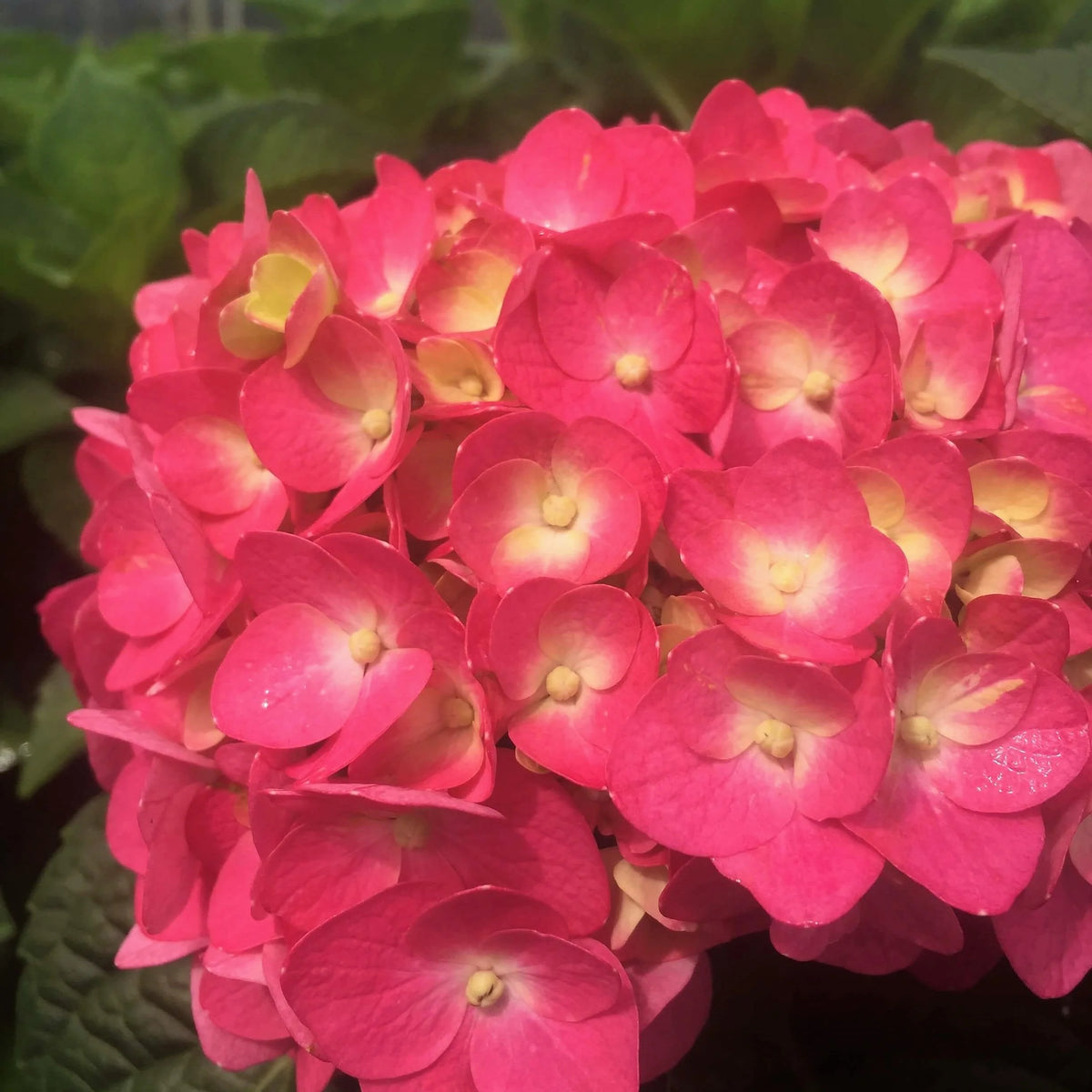 3 Gal Flowering Shrub Outdoor Plant H5560