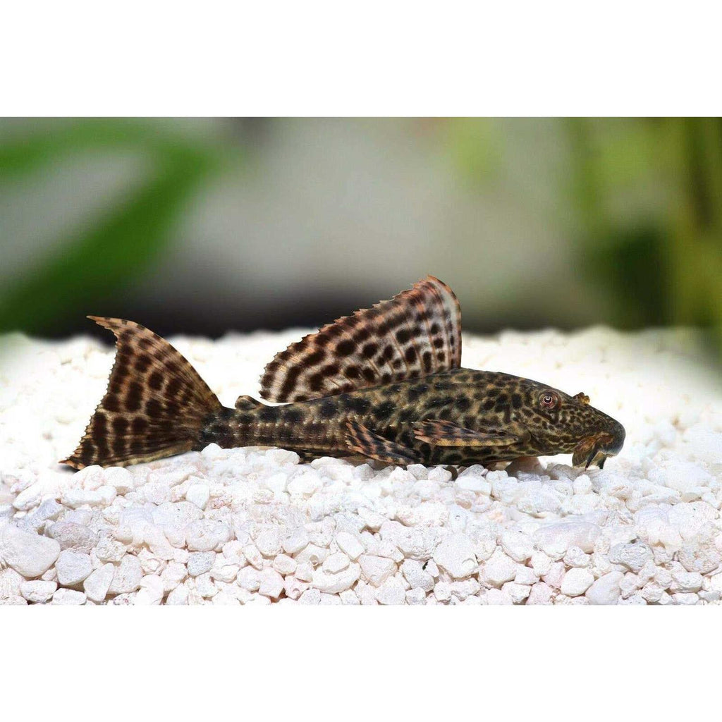 Freshwater Snail Food Mix with Calcium Y68527