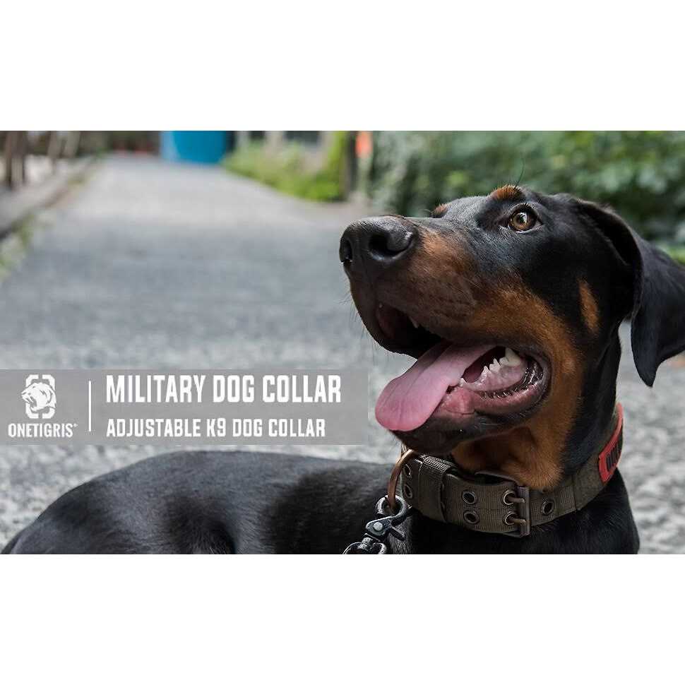 Adjustable Dog Collar with Metal D Ring Buckle S733956
