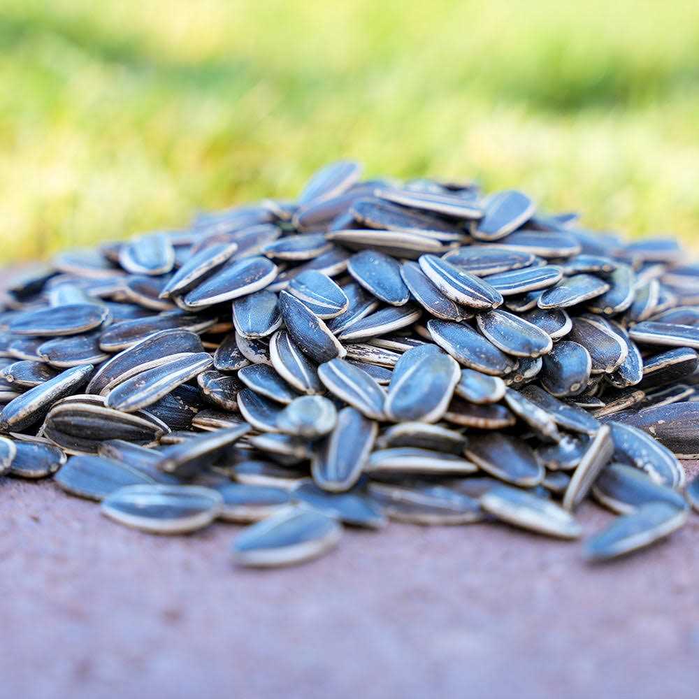 Striped Sunflower Seeds D2474