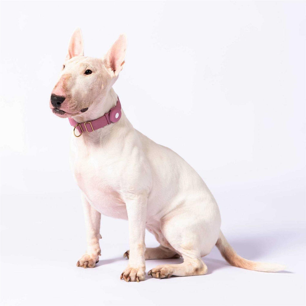 Standard Dog Collar R1943