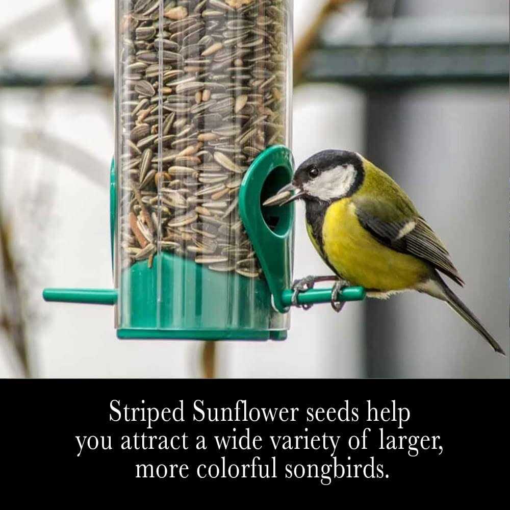 Striped Sunflower Seeds D2474