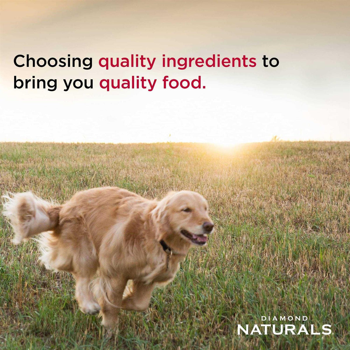 Puppy Large Breed Lamb Rice Food N42611