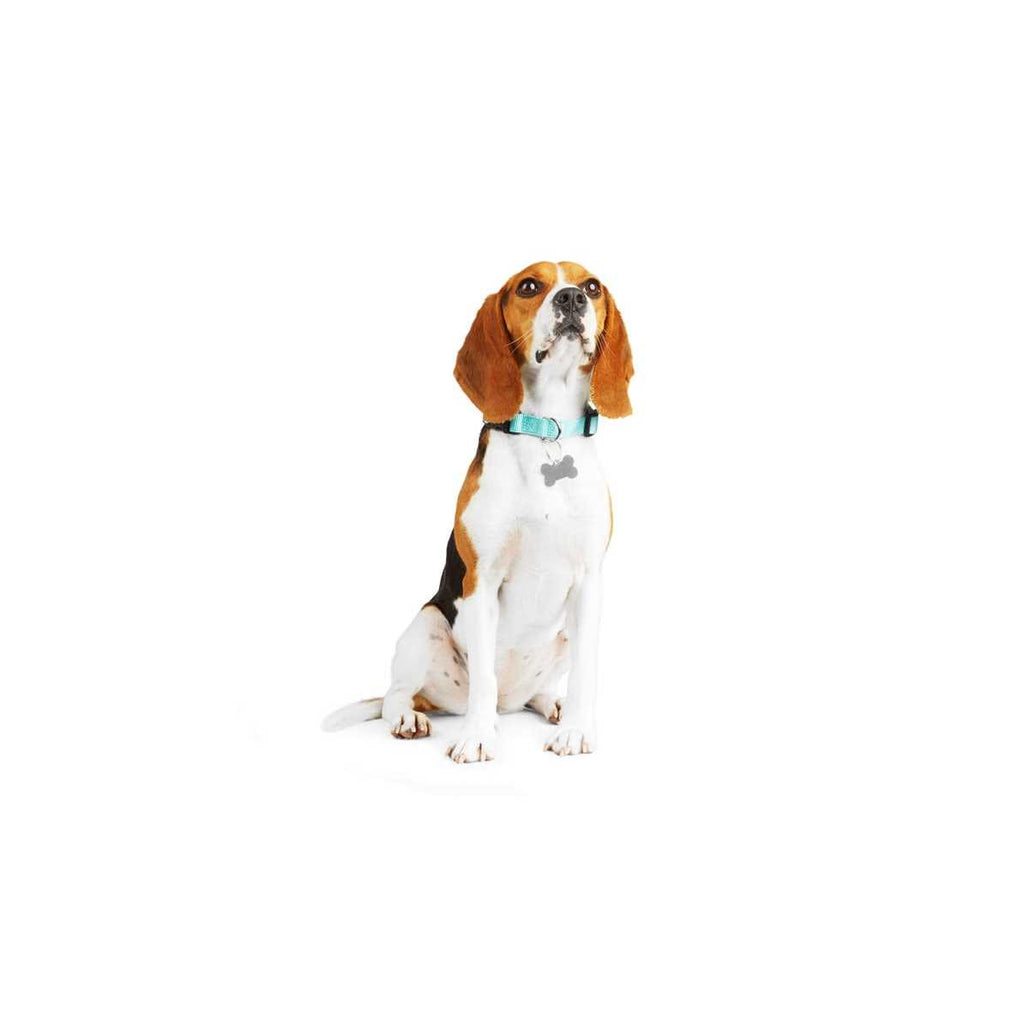 Adjustable Dog Collar Y7273