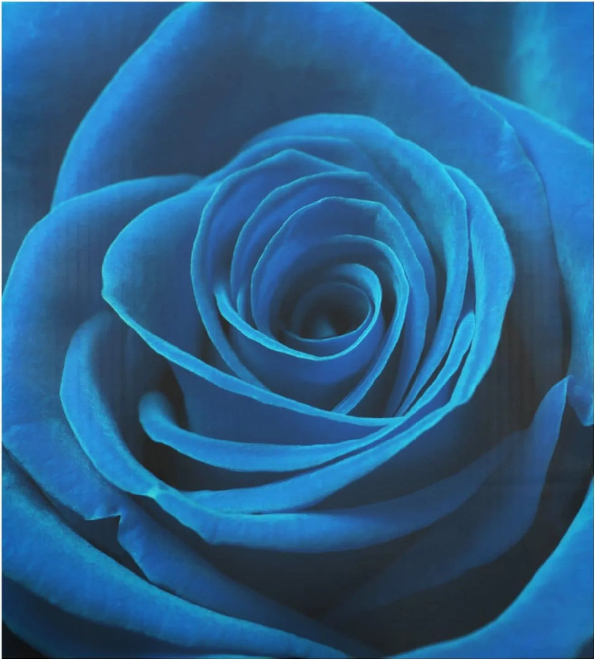 Blue Rose Magnetic Dishwasher Cover 23 x 26 Inch K79203